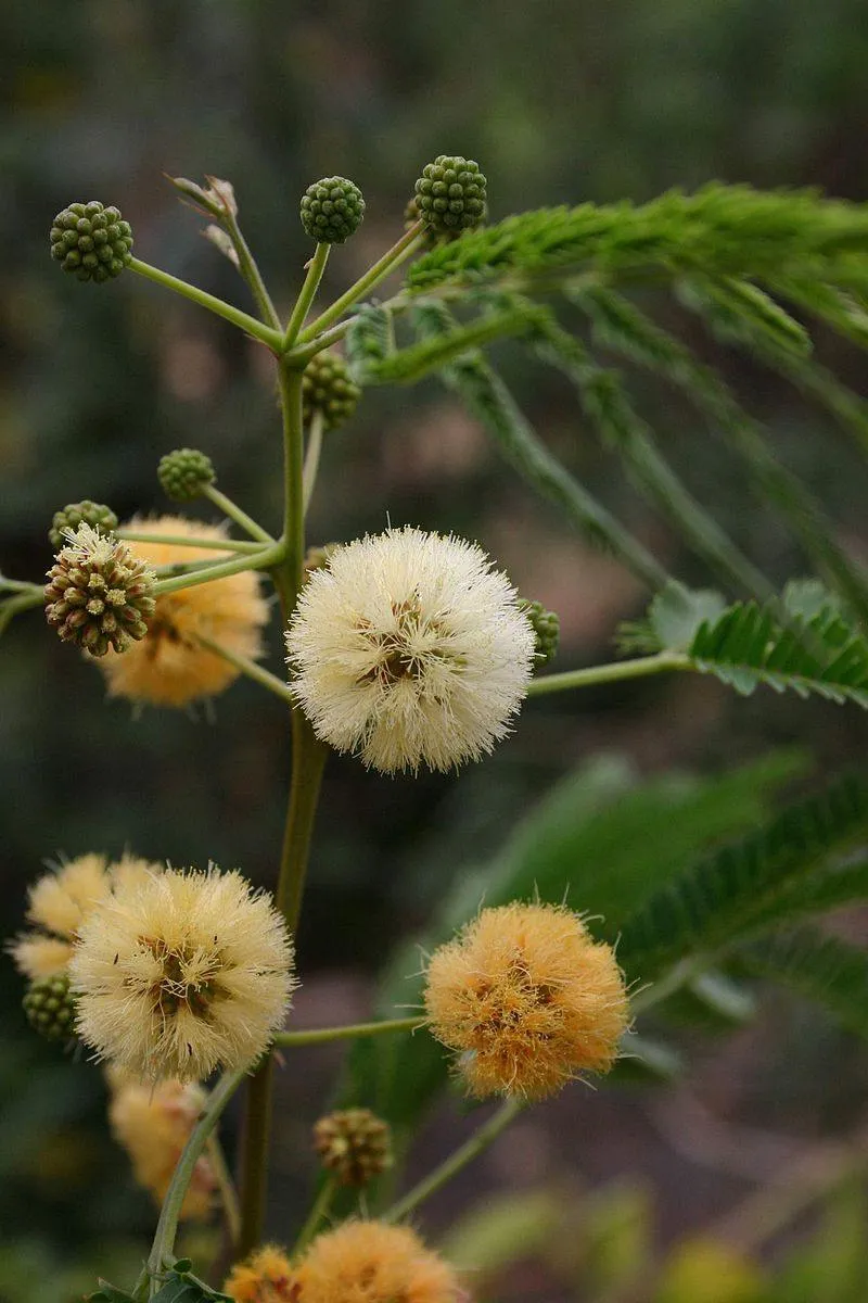 Albizia odoratissima Seeds-1 Kg