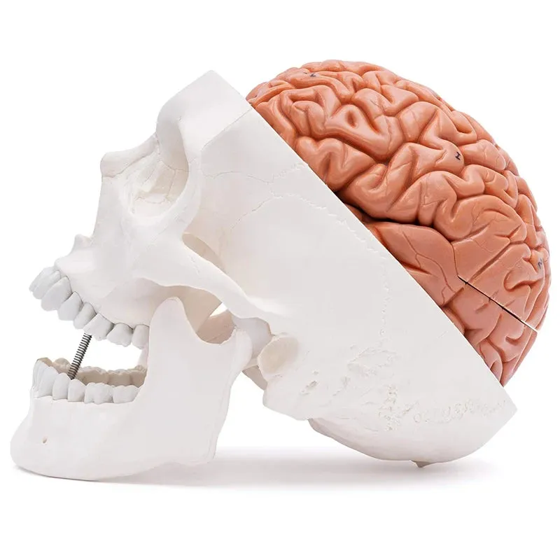 Human Head Skull with Brain Anatomy Model Medical Science Teaching Resources