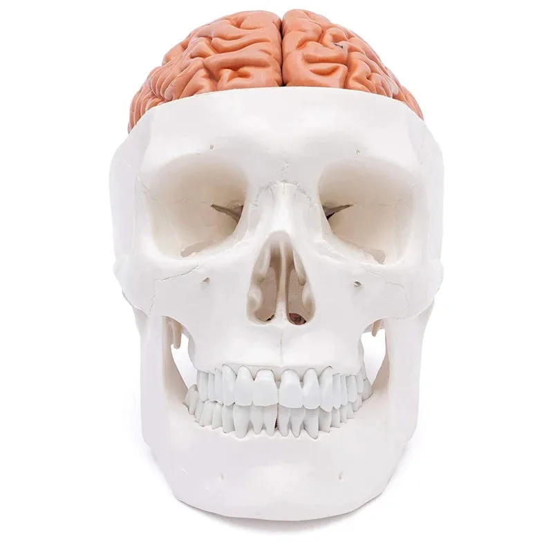 Human Head Skull with Brain Anatomy Model Medical Science Teaching Resources